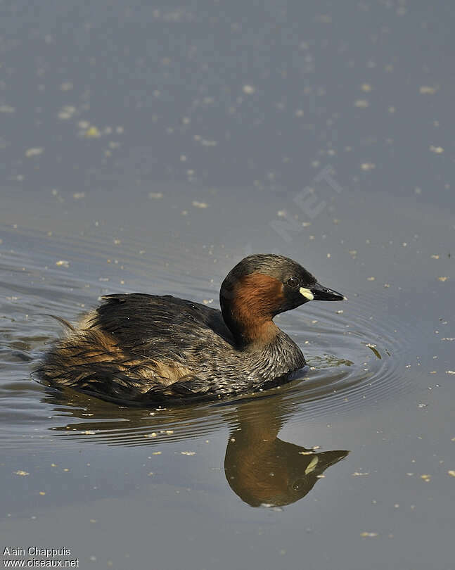 Little Grebe male adult breeding, identification