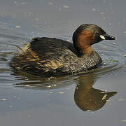 Little Grebe