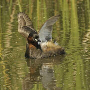 Little Grebe