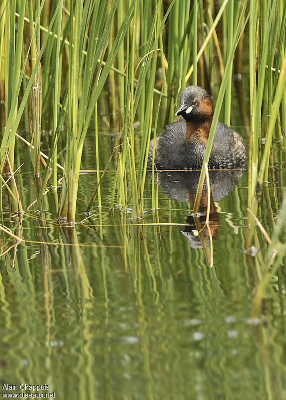 Little Grebeadult breeding, habitat, Behaviour