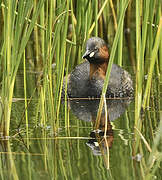 Little Grebe