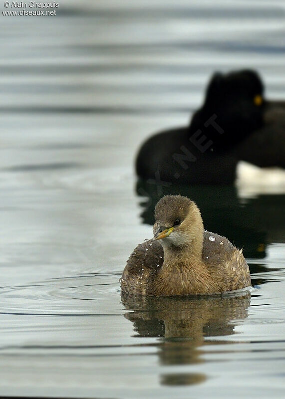 Little Grebeadult post breeding, identification, Behaviour