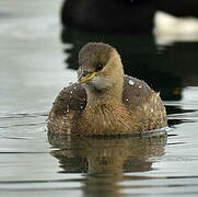 Little Grebe