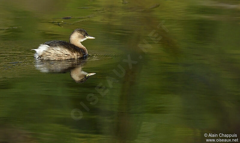 Little Grebeadult post breeding, identification, Behaviour