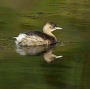 Little Grebe