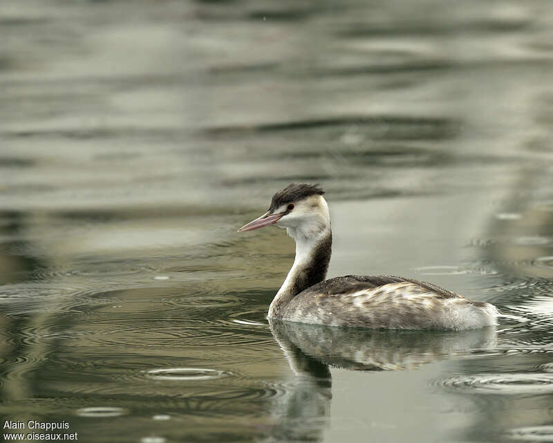 Great Crested Grebeadult post breeding, identification