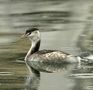 Great Crested Grebe