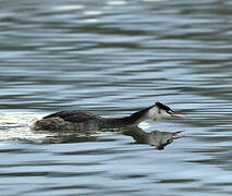 Great Crested Grebe