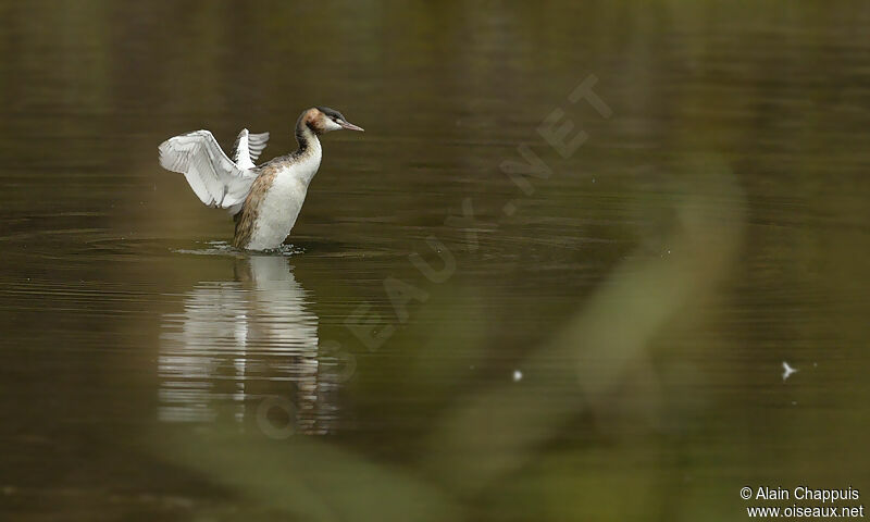 Great Crested Grebeadult post breeding, identification, Behaviour