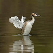 Great Crested Grebe