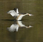 Great Crested Grebe