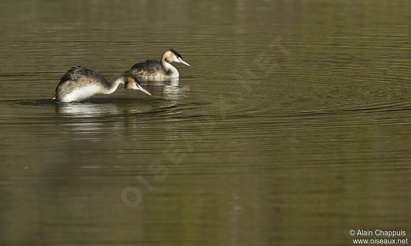 Great Crested Grebe , identification, Behaviour