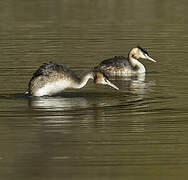 Great Crested Grebe