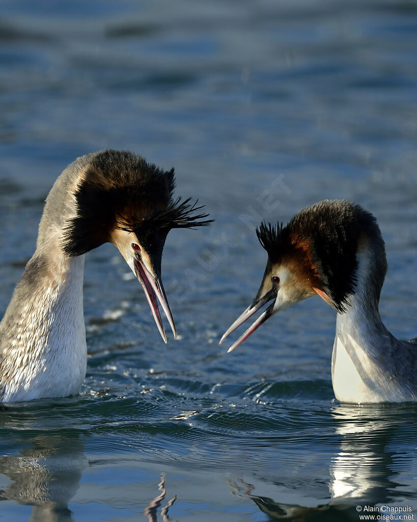 Great Crested Grebe adult, identification, Reproduction-nesting, Behaviour