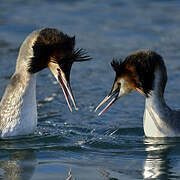 Great Crested Grebe