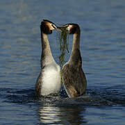 Great Crested Grebe