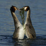 Great Crested Grebe