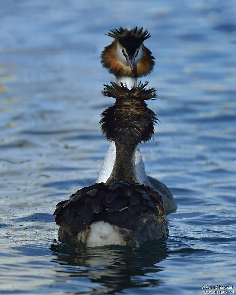 Great Crested Grebe adult, identification, Reproduction-nesting, Behaviour