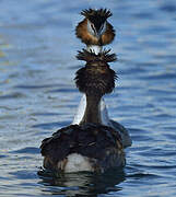 Great Crested Grebe