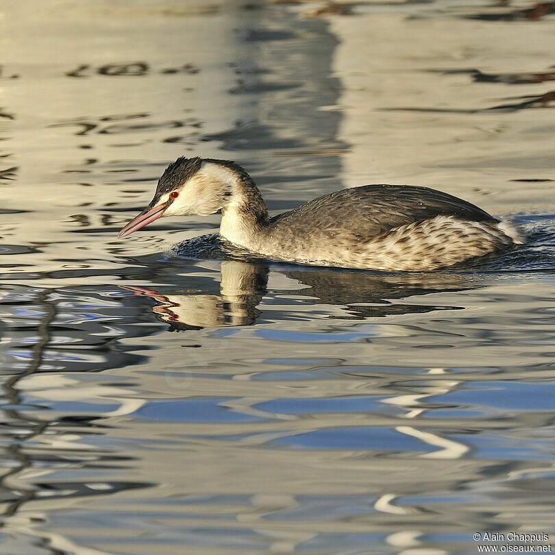 Great Crested Grebeadult post breeding, identification, Behaviour