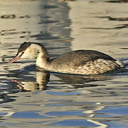 Great Crested Grebe