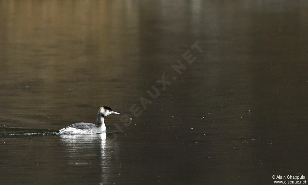 Great Crested Grebeadult, identification, Behaviour