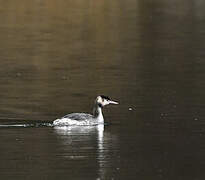 Great Crested Grebe