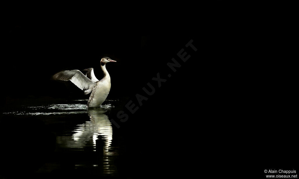 Great Crested Grebeadult, identification, Flight, Behaviour