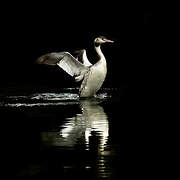 Great Crested Grebe