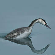 Great Crested Grebe