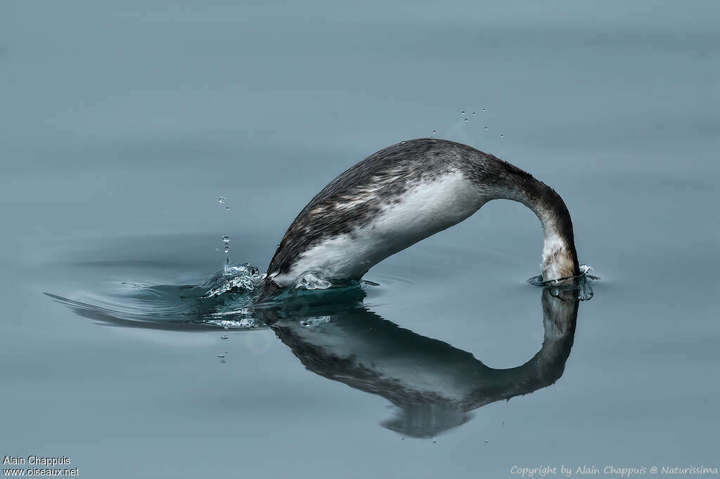 Great Crested Grebeadult transition, swimming, fishing/hunting, Behaviour