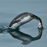 Great Crested Grebe