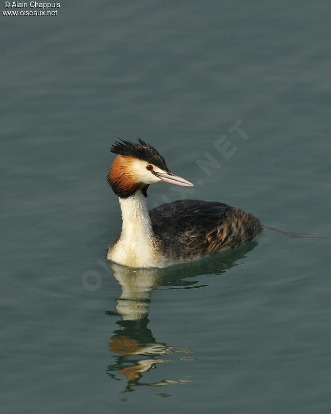 Great Crested Grebeadult, identification, Behaviour