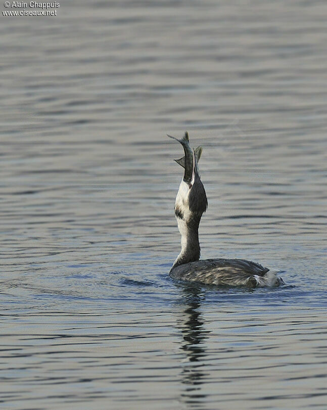 Great Crested Grebeadult, identification, Behaviour