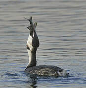 Great Crested Grebe