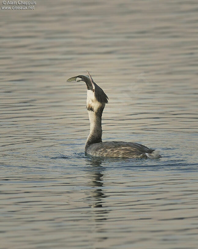 Grèbe huppéadulte, identification, Comportement