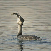 Great Crested Grebe