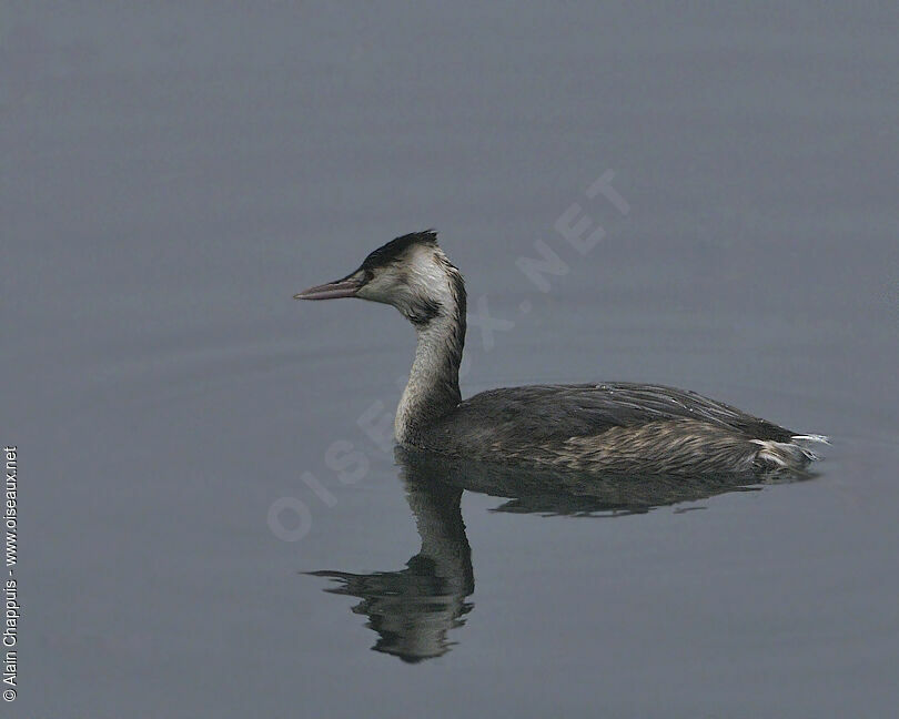 Great Crested Grebeadult post breeding, identification