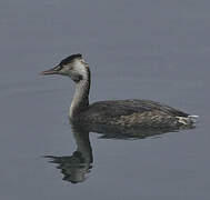 Great Crested Grebe