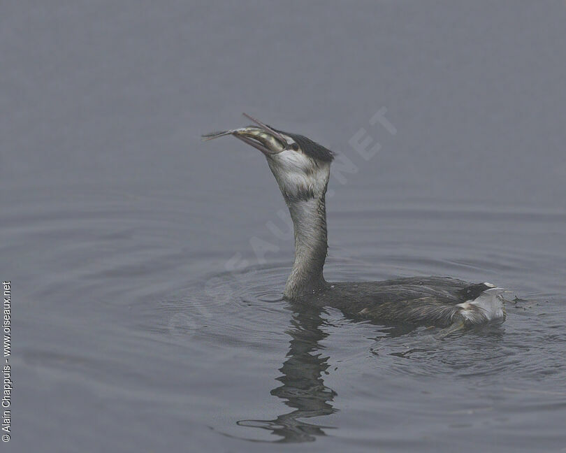 Great Crested Grebeadult post breeding, identification, feeding habits, Behaviour