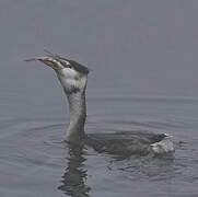 Great Crested Grebe