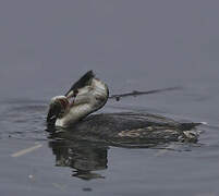 Great Crested Grebe