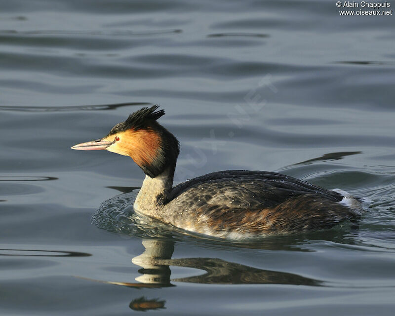 Great Crested Grebeadult breeding, identification, Behaviour