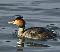 Great Crested Grebe