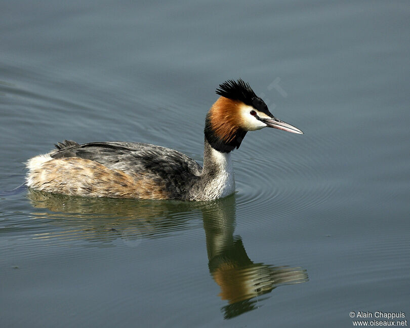 Great Crested Grebeadult breeding, identification, Behaviour