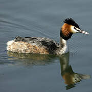 Great Crested Grebe