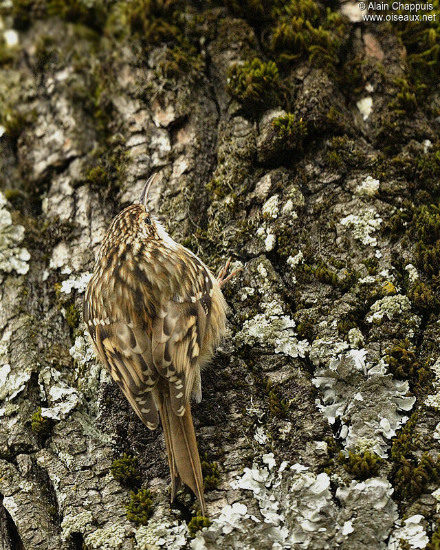 Short-toed Treecreeperadult, identification, feeding habits, Behaviour