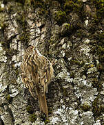 Short-toed Treecreeper