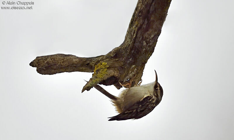 Short-toed Treecreeperadult, identification, Behaviour