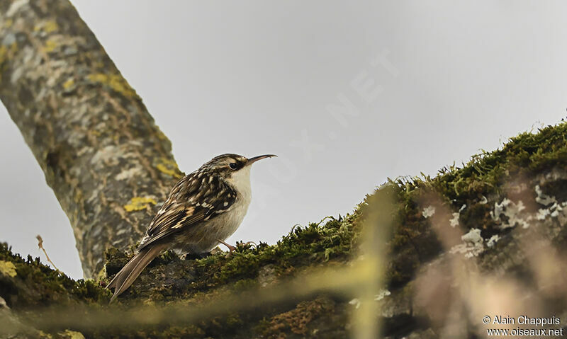 Short-toed Treecreeperadult, identification, Behaviour